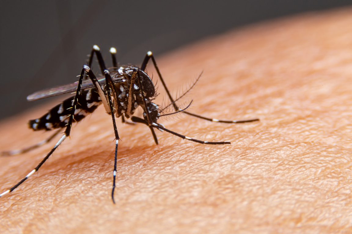 mosquito-dengue-1152x768-1.jpeg