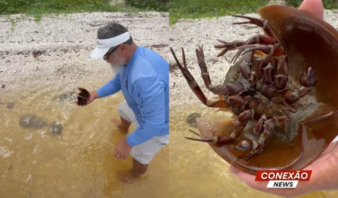 video-pescador-encontra-animal-com-sangue-azul-que-existe-ha-mais-de-450-milhoes-de-anos-1450x850-c489c8f2.webp